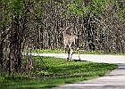White-tailed Deer