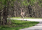 White-tailed Deer