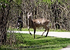 White-tailed Deer