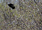 Red-winged Blackbird (Male)