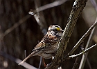 White-throated Sparrow