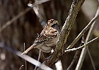 White-throated Sparrow