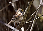 White-throated Sparrow