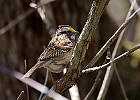White-throated Sparrow