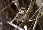 White-throated Sparrow