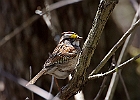 White-throated Sparrow