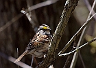 White-throated Sparrow