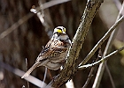 White-throated Sparrow