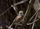 White-throated Sparrow
