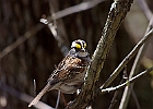 White-throated Sparrow