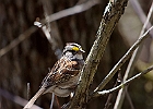 White-throated Sparrow