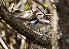 Black-capped Chickadee