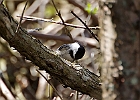 Black-capped Chickadee