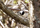 Black-capped Chickadee