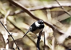 Black-capped Chickadee