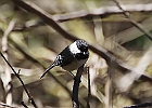 Black-capped Chickadee