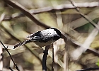 Black-capped Chickadee
