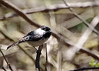 Black-capped Chickadee
