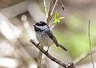 Black-capped Chickadee