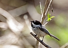Black-capped Chickadee