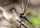 Black-capped Chickadee