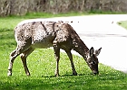 White-tailed Deer