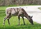 White-tailed Deer