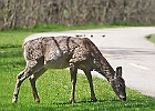 White-tailed Deer