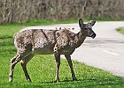 White-tailed Deer