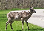 White-tailed Deer