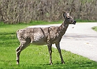 White-tailed Deer