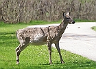 White-tailed Deer