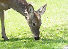 White-tailed Deer