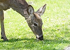 White-tailed Deer