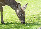 White-tailed Deer