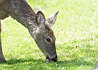 White-tailed Deer