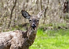 White-tailed Deer
