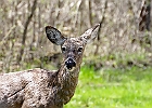 White-tailed Deer