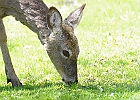 White-tailed Deer