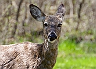 White-tailed Deer