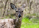 White-tailed Deer
