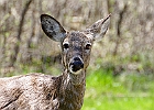 White-tailed Deer