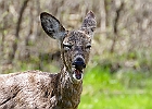 White-tailed Deer