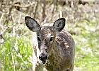 White-tailed Deer