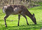 White-tailed Deer