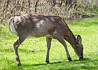 White-tailed Deer