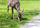 White-tailed Deer