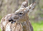 White-tailed Deer