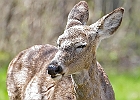 White-tailed Deer