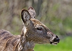 White-tailed Deer